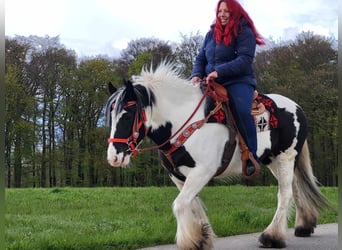 Gypsy Horse, Mare, 7 years, 14.1 hh, Pinto