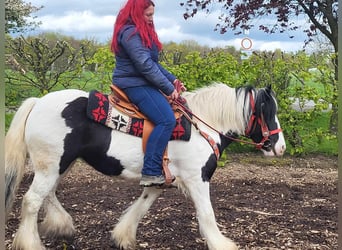 Gypsy Horse, Mare, 7 years, 14.1 hh, Pinto