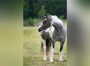 Gypsy Horse Mix, Mare, 7 years, 14.1 hh, Roan-Blue