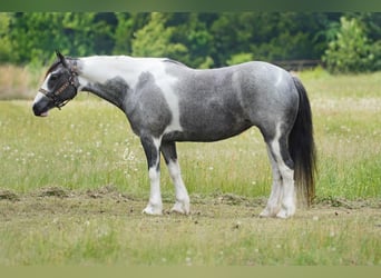 Gypsy Horse Mix, Mare, 7 years, 14.1 hh, Roan-Blue