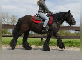 Gypsy Horse, Mare, 7 years, 14.1 hh, Smoky-Black