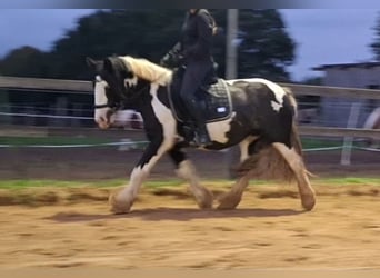 Gypsy Horse, Mare, 7 years, 14.2 hh, Pinto
