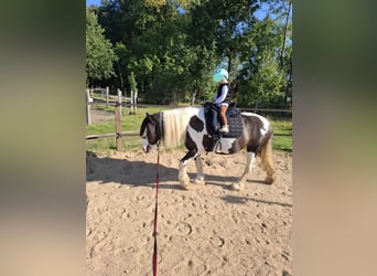 Gypsy Horse, Mare, 7 years, 14.2 hh, Pinto