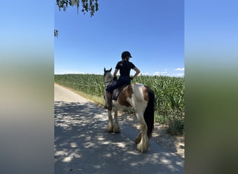 Gypsy Horse, Mare, 7 years, 14.3 hh, Pinto