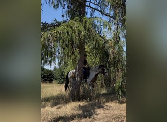 Gypsy Horse, Mare, 7 years, 14.3 hh, Pinto