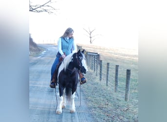 Gypsy Horse, Mare, 7 years, 14 hh, Tobiano-all-colors