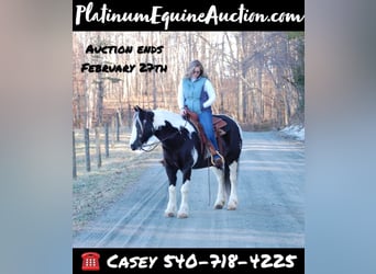 Gypsy Horse, Mare, 7 years, 14 hh, Tobiano-all-colors