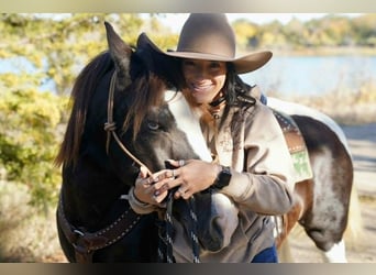 Gypsy Horse, Mare, 7 years, 14 hh, Tobiano-all-colors