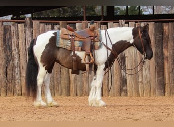 Gypsy Horse, Mare, 7 years, 14 hh