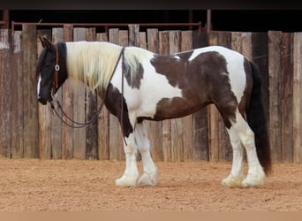 Gypsy Horse, Mare, 7 years, 14 hh