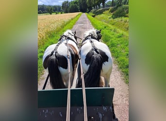 Gypsy Horse, Mare, 7 years, 14,1 hh, Pinto