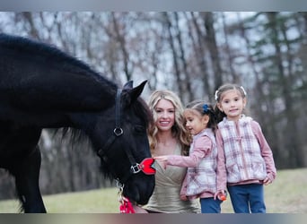 Gypsy Horse Mix, Mare, 7 years, 15.1 hh, Black