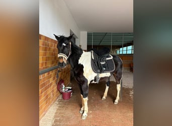 Gypsy Horse, Mare, 7 years, 15.1 hh, Pinto
