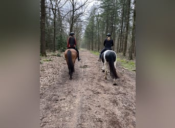 Gypsy Horse Mix, Mare, 7 years, 15.3 hh, Pinto