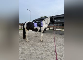 Gypsy Horse Mix, Mare, 7 years, 15.3 hh, Pinto