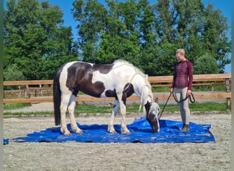 Gypsy Horse Mix, Mare, 7 years, 15.3 hh, Pinto
