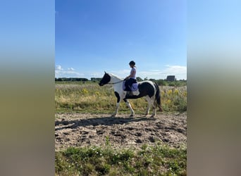 Gypsy Horse Mix, Mare, 7 years, 15.3 hh, Pinto