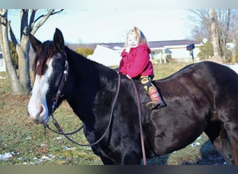 Gypsy Horse Mix, Mare, 7 years, 15 hh, Black