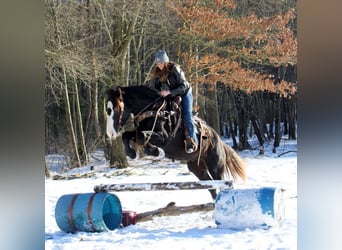 Gypsy Horse Mix, Mare, 7 years, 15 hh, Black