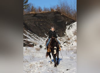 Gypsy Horse Mix, Mare, 7 years, 15 hh, Black