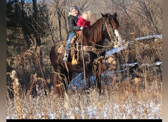 Gypsy Horse Mix, Mare, 7 years, 15 hh, Black