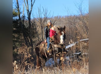 Gypsy Horse Mix, Mare, 7 years, 15 hh, Black