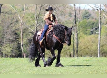 Gypsy Horse Mix, Mare, 7 years, 15 hh, Black