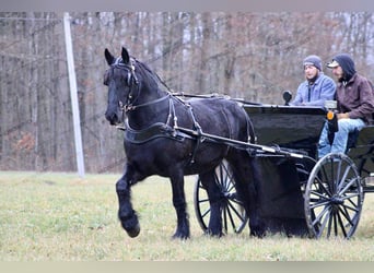 Gypsy Horse Mix, Mare, 7 years, 15 hh, Black