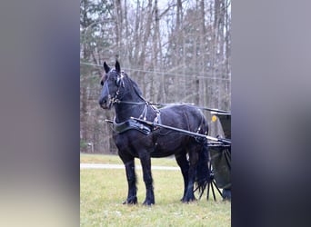 Gypsy Horse Mix, Mare, 7 years, 15 hh, Black