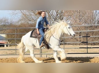 Gypsy Horse, Mare, 7 years, 15 hh, Gray