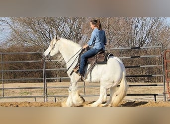 Gypsy Horse, Mare, 7 years, 15 hh, Gray