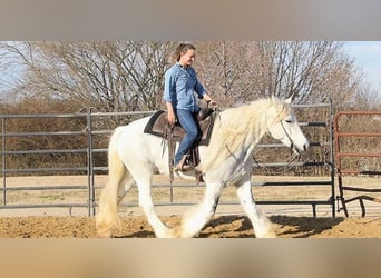 Gypsy Horse, Mare, 7 years, 15 hh, Gray