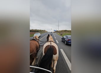 Gypsy Horse, Mare, 7 years, 15 hh, Pinto