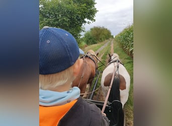 Gypsy Horse, Mare, 7 years, 15 hh, Pinto