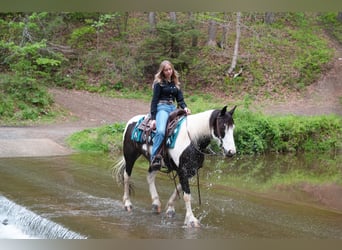 Gypsy Horse Mix, Mare, 7 years, 15 hh, Pinto