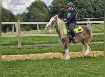 Gypsy Horse, Mare, 7 years, Palomino