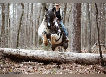 Gypsy Horse, Mare, 7 years, Roan-Blue