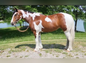 Gypsy Horse Mix, Mare, 7 years