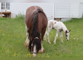 Gypsy Horse, Mare, 8 years, 12.1 hh, Pinto
