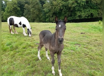 Gypsy Horse, Mare, 8 years, 12,1 hh, Pinto