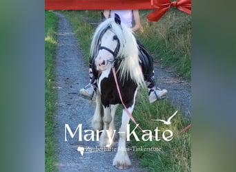 Gypsy Horse, Mare, 8 years, 12.1 hh, Pinto