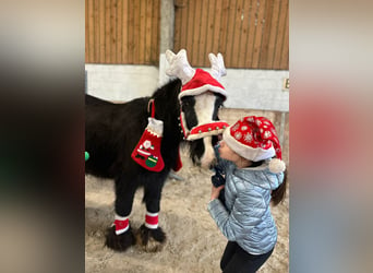 Gypsy Horse, Mare, 8 years, 12,2 hh, Black