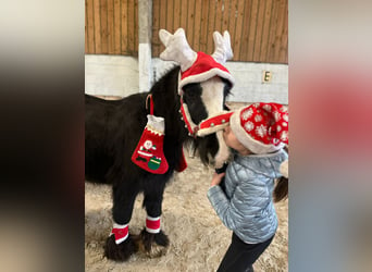 Gypsy Horse, Mare, 8 years, 12,2 hh, Black