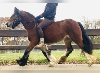 Gypsy Horse, Mare, 8 years, 12.2 hh, Brown
