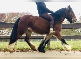 Gypsy Horse, Mare, 8 years, 12.2 hh, Brown