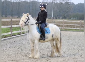 Gypsy Horse, Mare, 8 years, 12,2 hh, Cremello