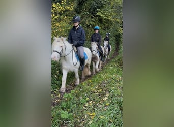 Gypsy Horse, Mare, 8 years, 12,2 hh, Cremello