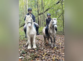 Gypsy Horse, Mare, 8 years, 12,2 hh, Cremello