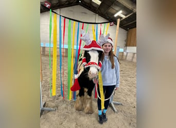 Gypsy Horse, Mare, 8 years, 12,2 hh, Pinto