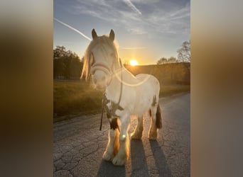 Gypsy Horse Mix, Mare, 8 years, 12.2 hh, Pinto